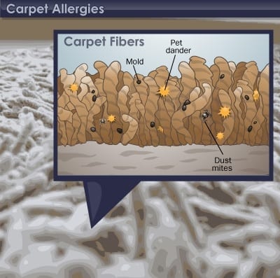 pet dander, mold, pollen, and bacteria in your carpet can worsen allergies