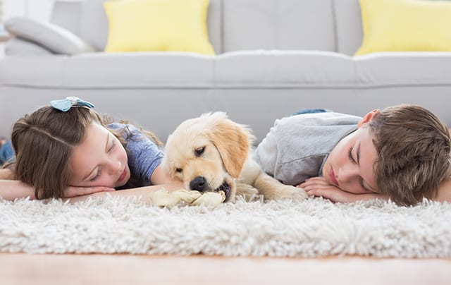 power pup clean provides comprehensive floor cleaning services including carpet cleaning, hardwood cleaning, tile and grout, and more