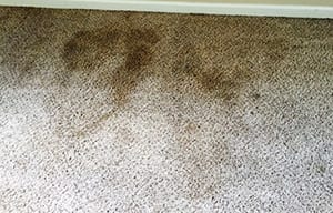 stain removal experts at power pup clean take on dirty carpets