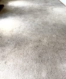 power pup carpet cleaners service a soiled, heavy foot traffic area in a local lakewood, wa office