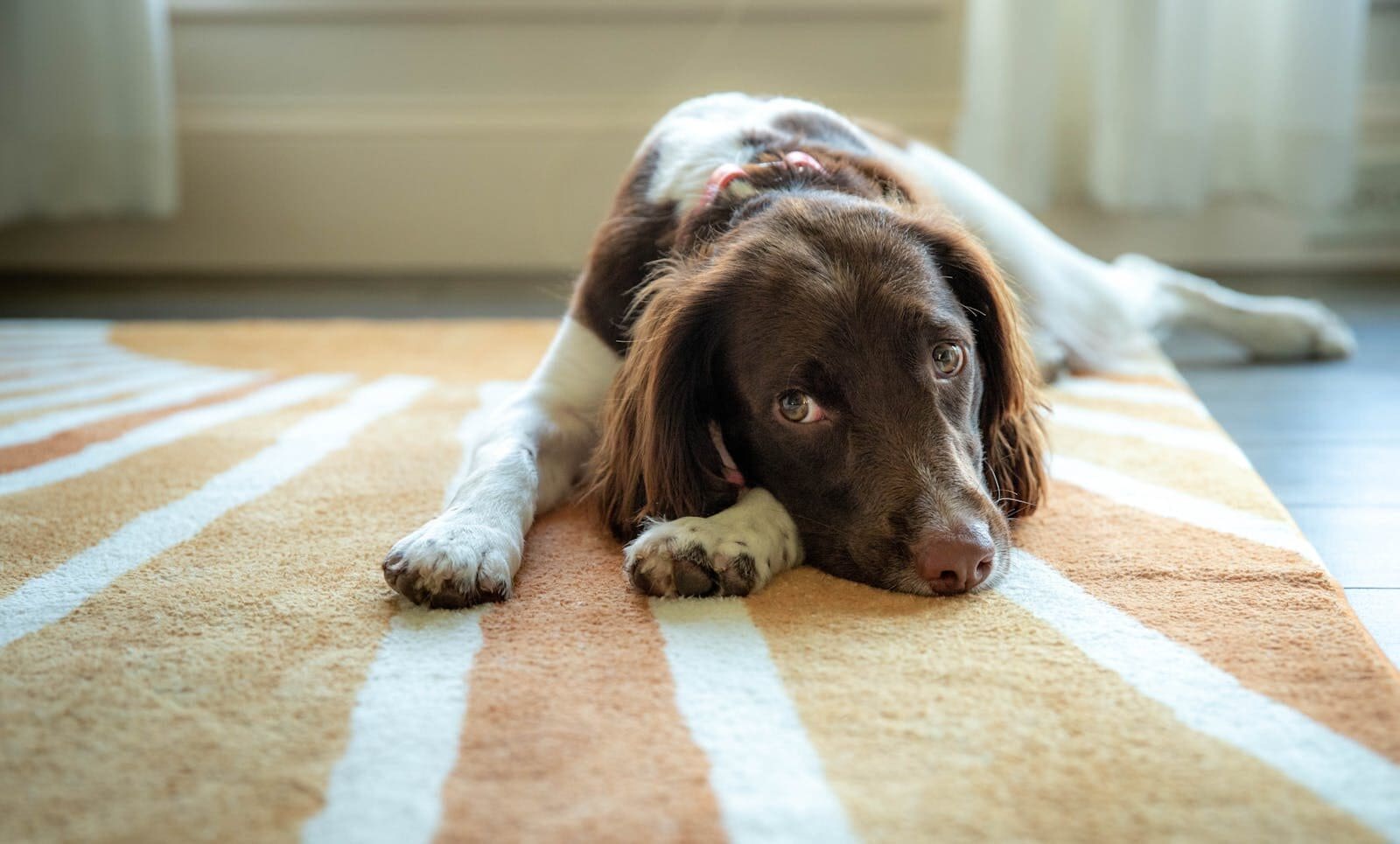 A calm dog resting on a patterned carpet in a cozy indoor setting.