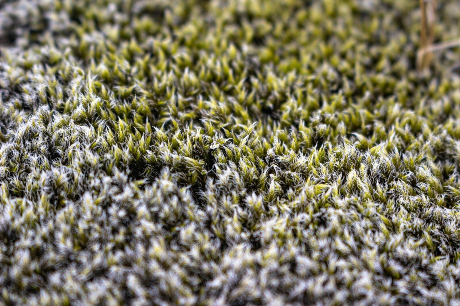 A close up view of a mossy surface