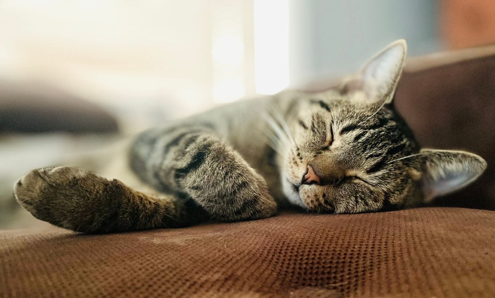 A peaceful domestic tabby cat sleeping on a cozy brown sofa indoors.